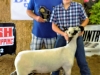 Reserve Grand Champion Lamb - Matt Boeder